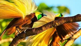 Burung Cendrawasih Burung Terindah Didunia