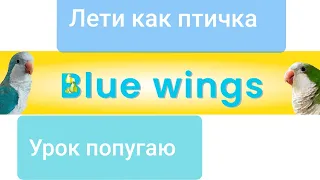 ЛЕТИ, КАК ПТИЧКА! УЧИМ ПОПУГАЯ ГОВОРИТЬ.  УНИВЕРСАЛЬНЫЙ УРОК ДЛЯ ПОПУГАЯ.