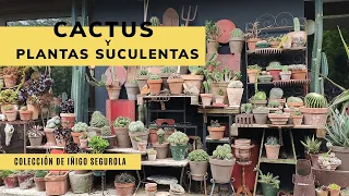 TOUR por la colección de CACTUS y SUCULENTAS de Iñigo Segurola 🌵🌵 😍 Jardinatis