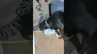 Fuente de agua para perros lidl