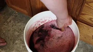 Wine Brew Part 3 Ending Fermentation and Adding Clarifying Agents