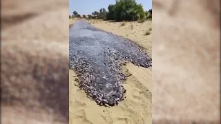 Необычное и загадочное явление. Рыбная река в пустыне.An unusual and mysterious phenomenon.