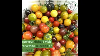 Organic Tomato Seeds for Culinary Delights: Explore Chappy The Gardener's Guide
