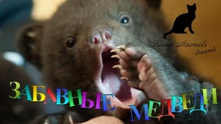 Смешные медвежата. смешные и веселые медвежата. Funny bears compilation. Funny Animals