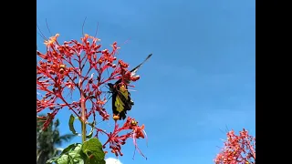 Golden Birdwing butterfly | Troides rhadamantus