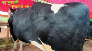 কোরবানির বড় বড় সুঠামদেহের গরুর বাজার/দর || পাবনা অরনখোলা গরুর হাট ২০২৪ || Big Cow 2024