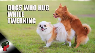 Dogs That Hug While Twerking | Grunt Speak Highlights