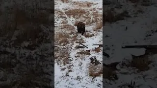 Нападение медведя!