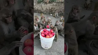 Usa people in black friday || Feeding fuji apple to monkeys #feedinganimal