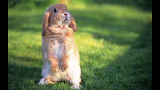 😁Cute❤ and Funny Bunny Rabbit Videos-Try not to laugh
