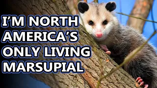 Opossum facts: not possums! | Animal Fact Files