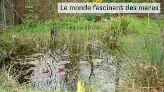 Le monde fascinant des mares