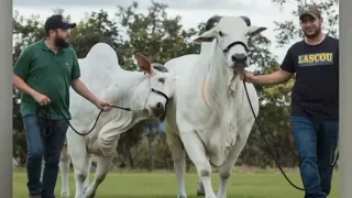 Henrique e Juliano donos da fazenda Terra Prometida