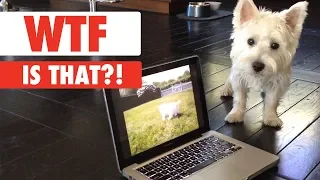 WTF IS THAT?! | Confused Pets Compilation