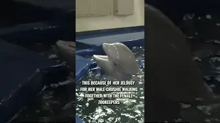 Beluga female whale crushes on a male zookeper#shorts