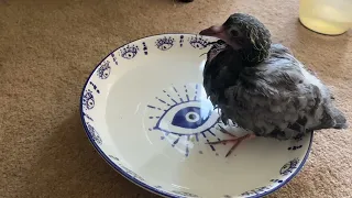 HOW TO CARE FOR A BABY PIGEON