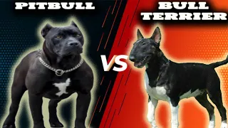 Pitbull VS Bull Terrier-Comparison