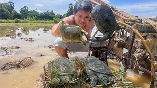 Wow! Catching Turtles In Paddy Rice and Fried Turtles Eating Delicious