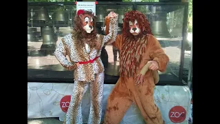 Lions playing the Carillon at Antwerpen Zoo | Black & Beauty