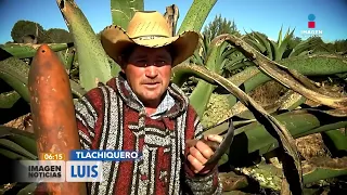 Se festejó el Día Nacional del Pulque en Hidalgo