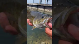 Smallmouth hammer ned rig!!🐟😱