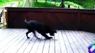 Funny Videos   Funny Cats   Funny Pranks   Funny Animals Videos   Funny Dogs 2015