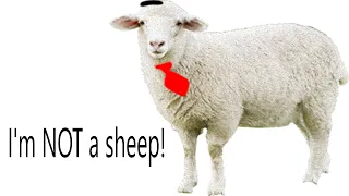 Zeki is not a sheep!