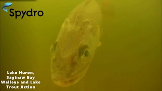 Walleye and Lake Trout Action On Lake Huron