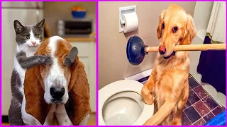 Funny Animal Videos 2022 😂 Funniest Cats And Dogs Videos 😺😍 #95
