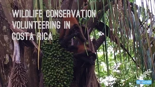 Wildlife Conservation - Volunteering in Costa Rica
