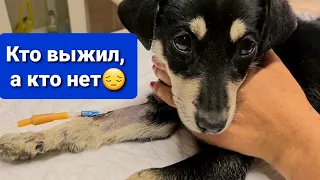 2 часть. Боримся с энтеритом, все ли выжили?!🥺 ДО КОНЦА🙊