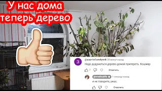 VLOG Реакция на дерево ДОМА