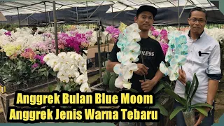 Anggrek Bulan Blue Moon di Taman Anggrek Ragunan Jakarta@wahyuchannel2022