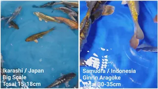 Samudra Koifarm Aragoke versus Ikarashi "Big Scale" - Tosai Contest 2020