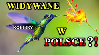 Ptaki Na Spidzie - KOLIBRY - Najszybsze, Najmniejsze, Najpiękniejsze