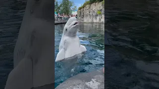 Kela, the beluga whale: certified goofball
