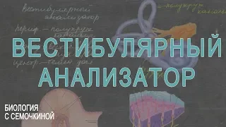 Вестибулярный анализатор