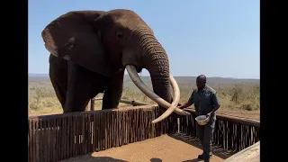 Rambo & Rachel African Elephants
