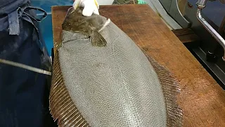 Huge FLAT Fish Japanese Filleting SKILLS | Japanese Halibut Fish Cleaning |  Hirame Olive Flounder