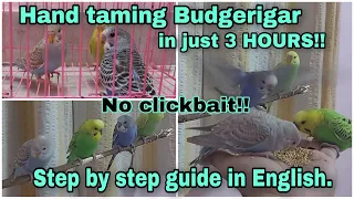 Hand taming Budgerigar parrots in just 3 hours, with proof || Budgie Taming || English || India