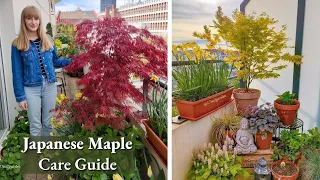 How To Grow Japanese Maples in Pots - Complete Care Guide