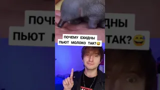 КАК ЕХИДНА ПЬЕТ МОЛОКО?