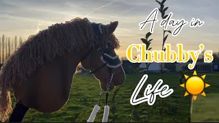 A DAY IN CHUBBY’S LIFE 🐴☀️🥕