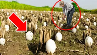 Farmer Finds STRANGE Eggs In His Crops – He Bursts Into Tears When They Hatch.