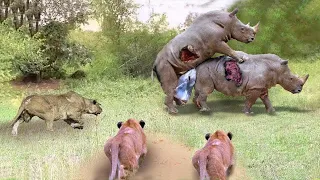 शेरों का झुंड गलत समय पर गैंडे के ऊपर हमला किया | Rhino Fights With Lion King To Protect Her Baby