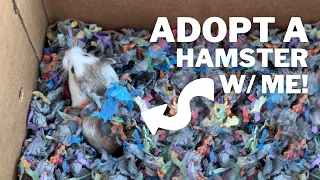 Adopt my THIRD Hamster with me!