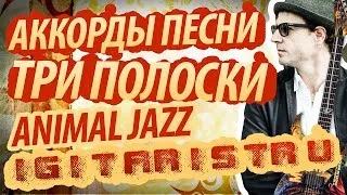 Разбор и аккорды песни "Три полоски" - Animal Jazz