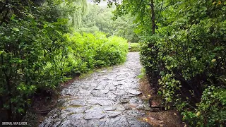 [4K] Walking In The Rainy Forest Nature Sounds ASMR | Walking Around Seoul Korea 우중산책