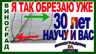 🍇 После такой обрезки Вы гарантировано будете с урожаем. Два секрета обрезки для начинающих.