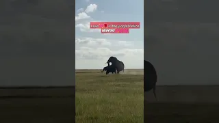 𝘌𝘭𝘦𝘱𝘩𝘢𝘯𝘵𝘴 𝘮𝘢𝘵𝘪𝘯𝘨 #shortsvideo #valentinesday #wildlife #elephant #masaimara